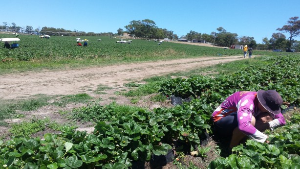 Strawberry pruning near Adelaide