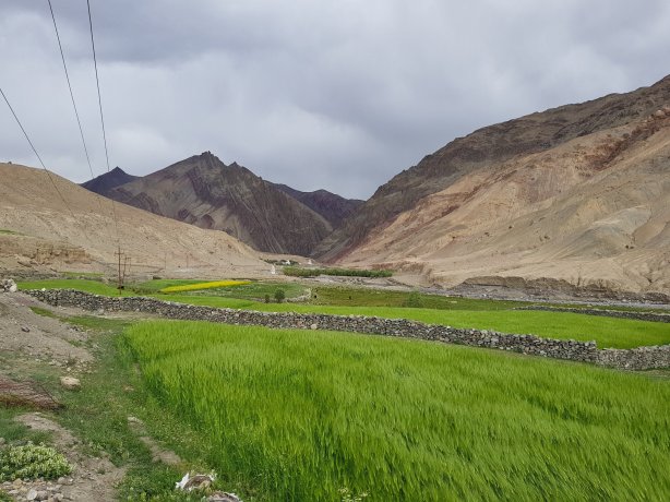 The greenery of Ladakh