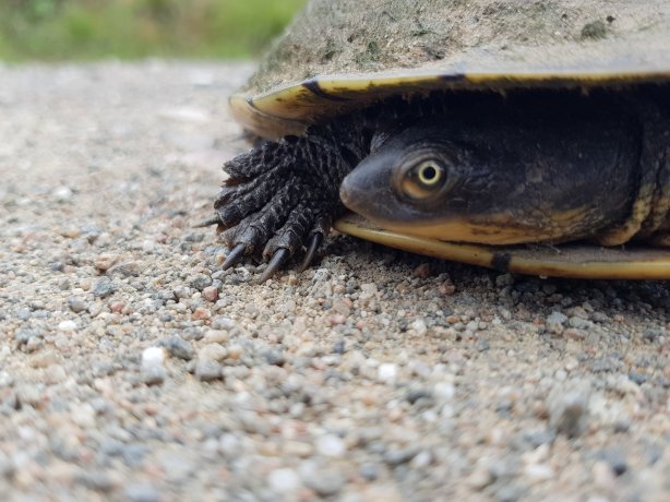 Turtle in the middle of the road