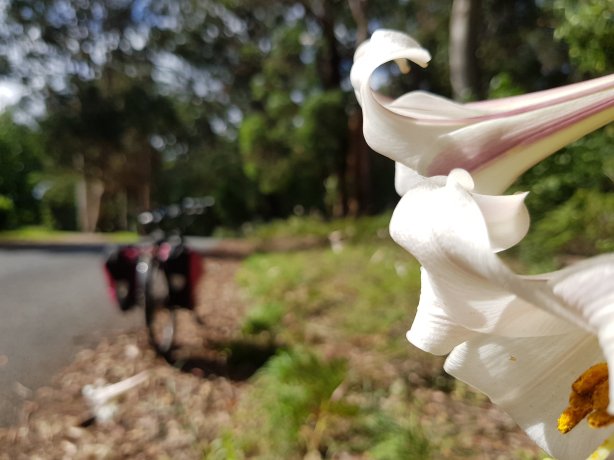 On the way to Belmore Falls