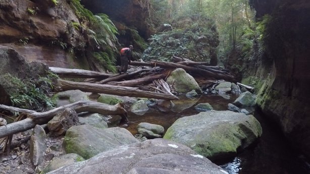 A bit of scrambling over logs