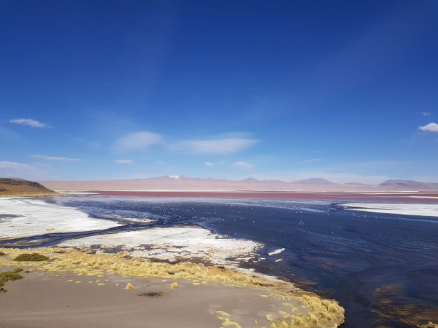 Spot the flamingos on Laguna Colorada