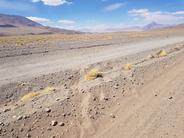 Crossing between two tracks. The grass looks greener on the other side. 