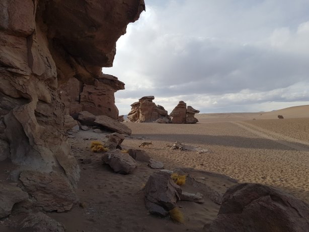 The fox wanted my food 