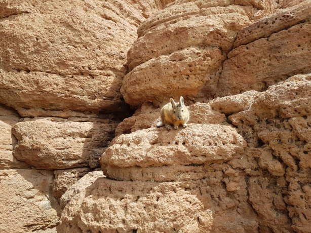 My little lunch friend