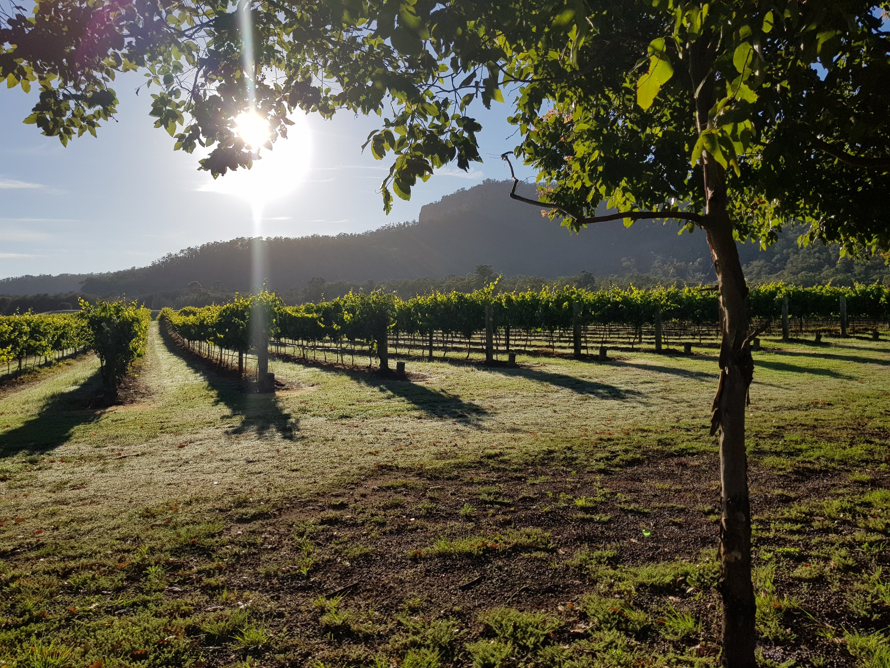 Vineyard in the early morning