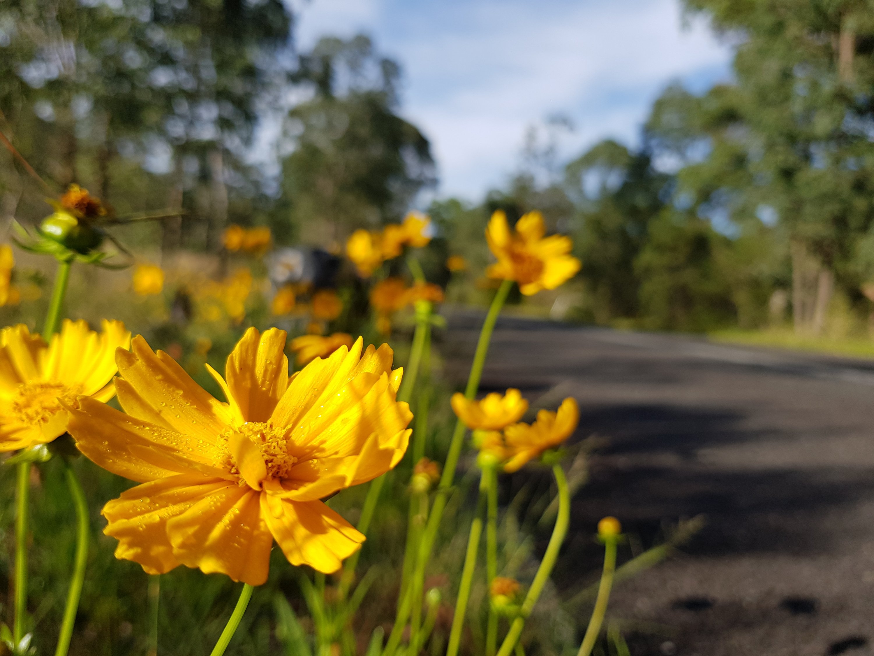On the way to Wisemans Ferry