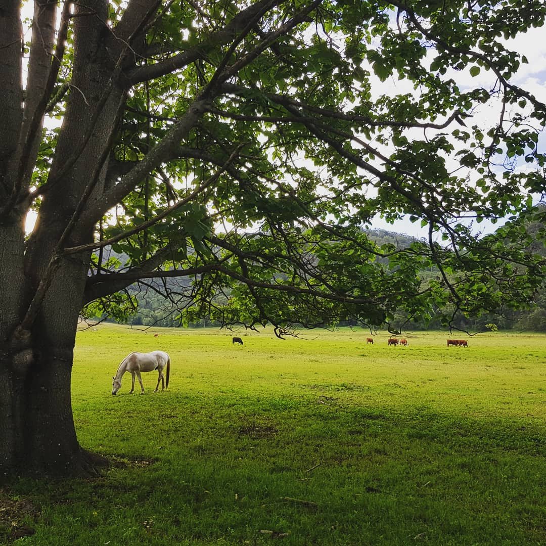 Horses on the way to Wisemans Ferry